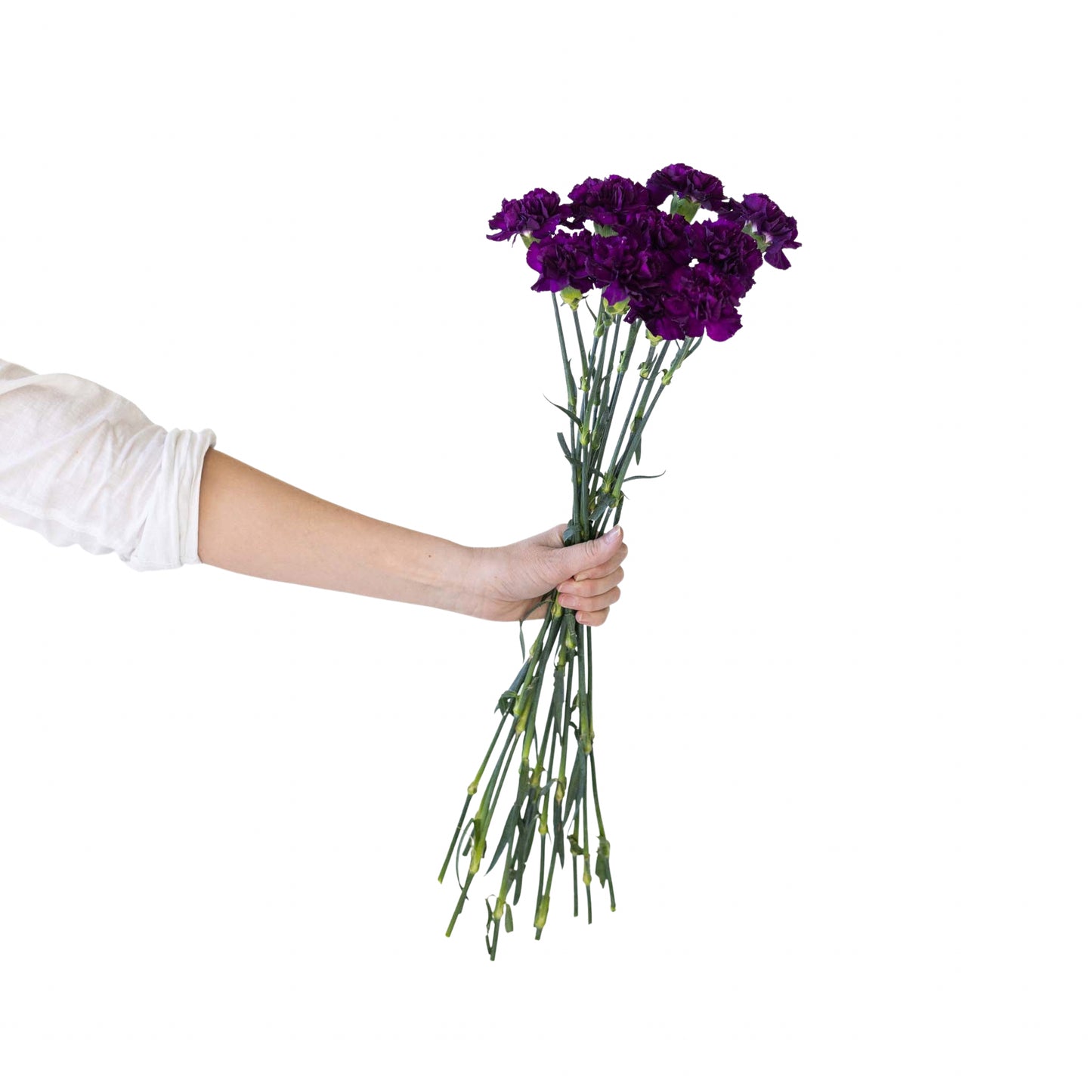 Carnation Celebration