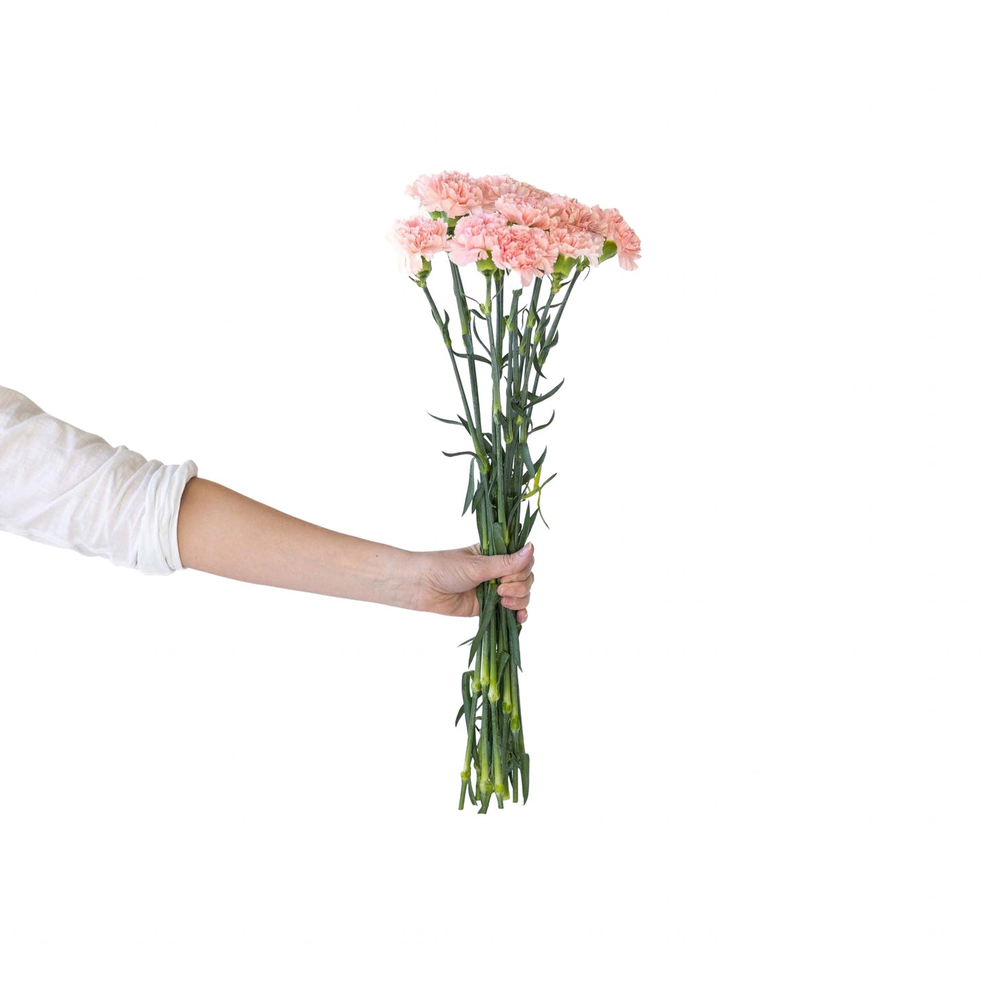 Carnation Celebration