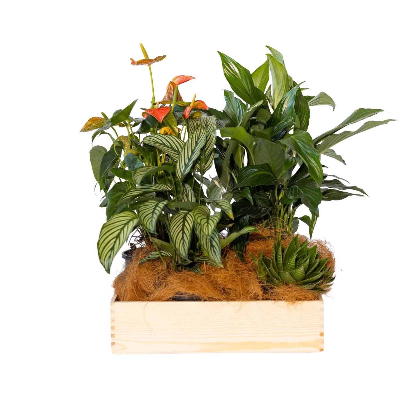 Indoor Plant Selection