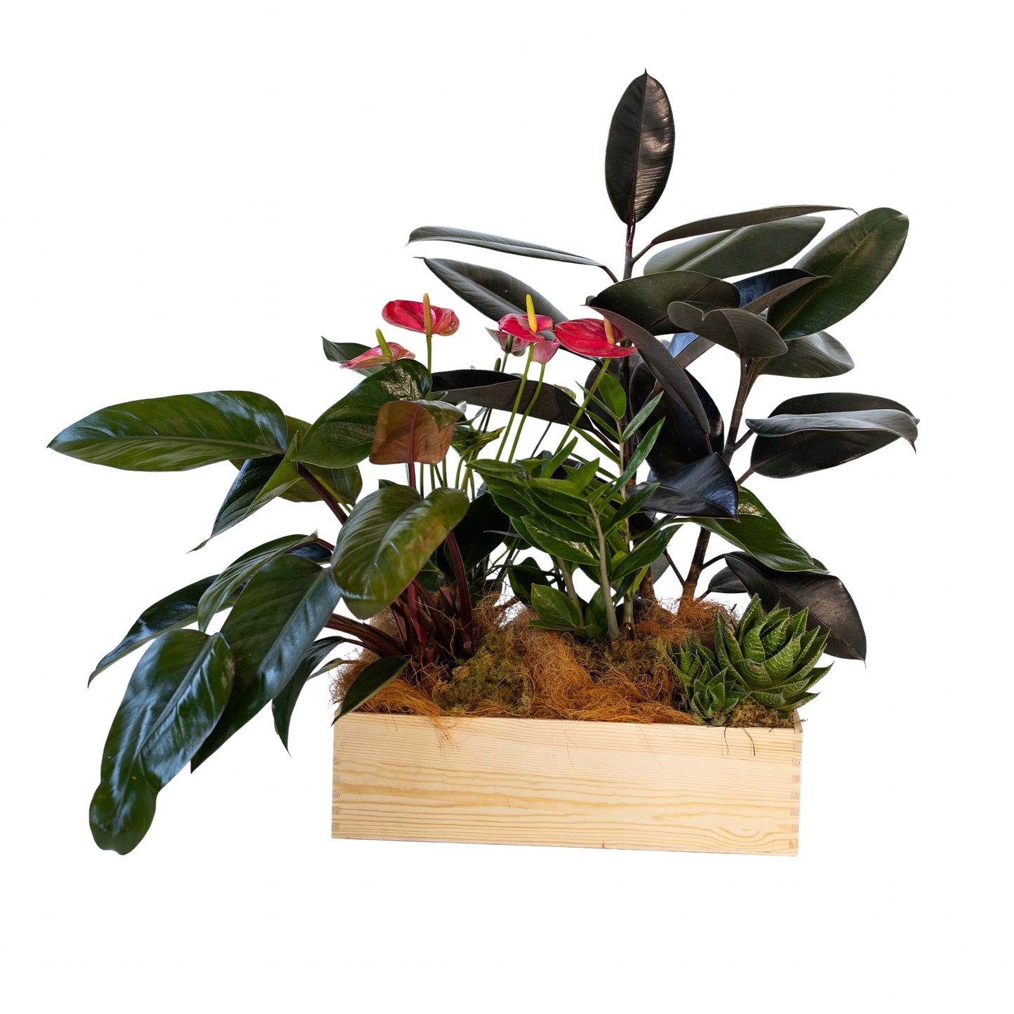 Indoor Plant Selection
