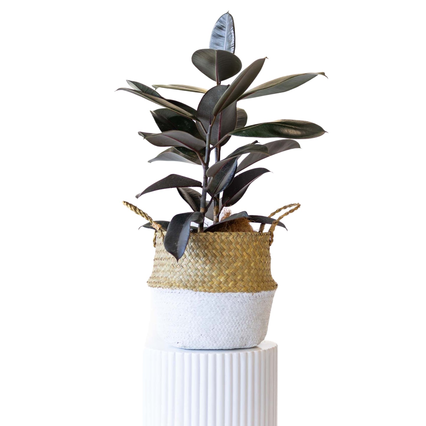 Rubber Plant