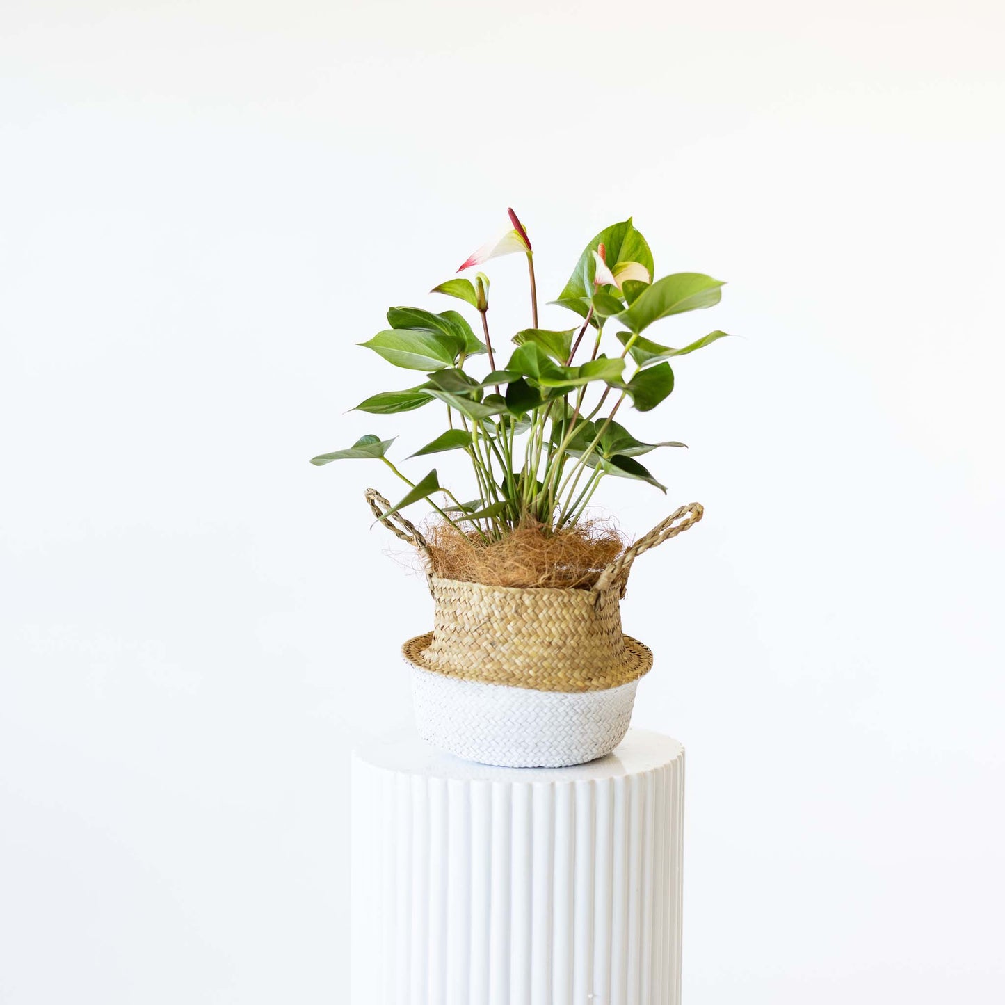 Anthurium