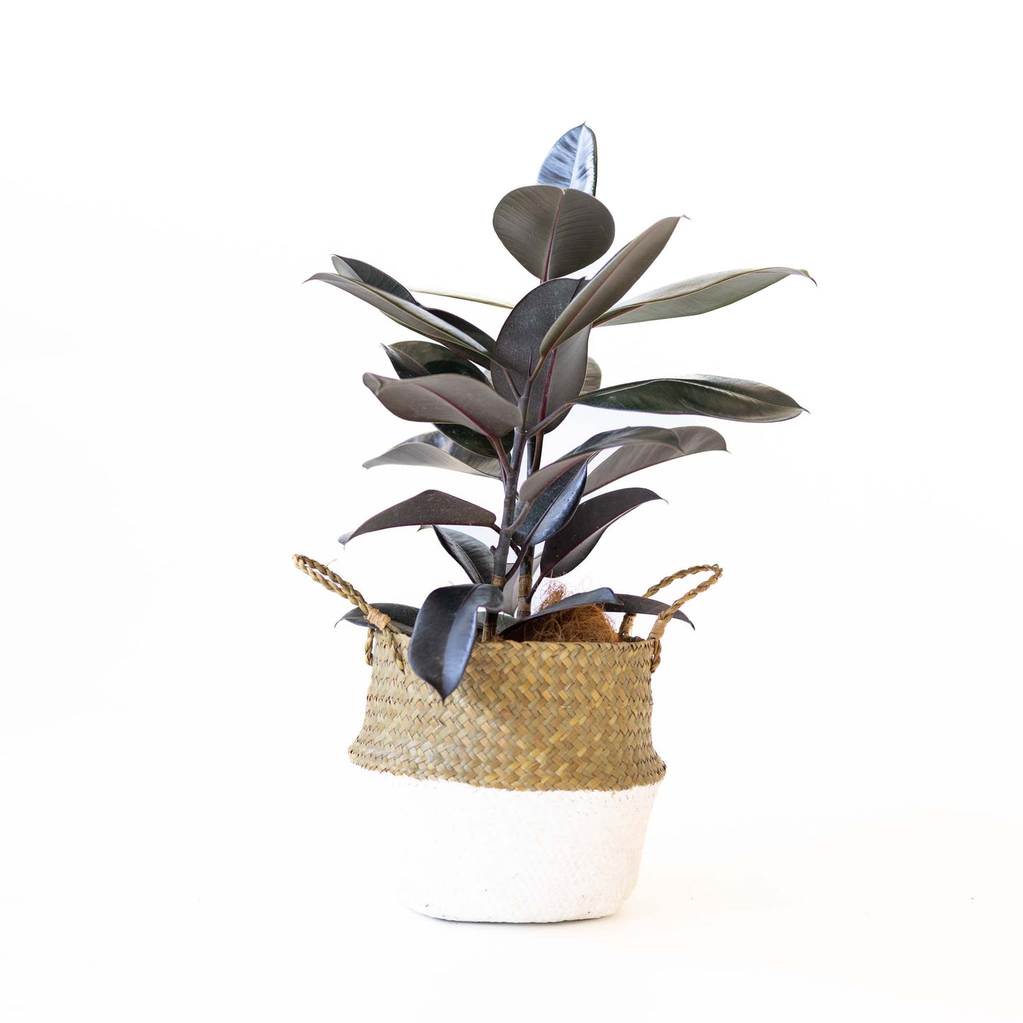 Rubber Plant