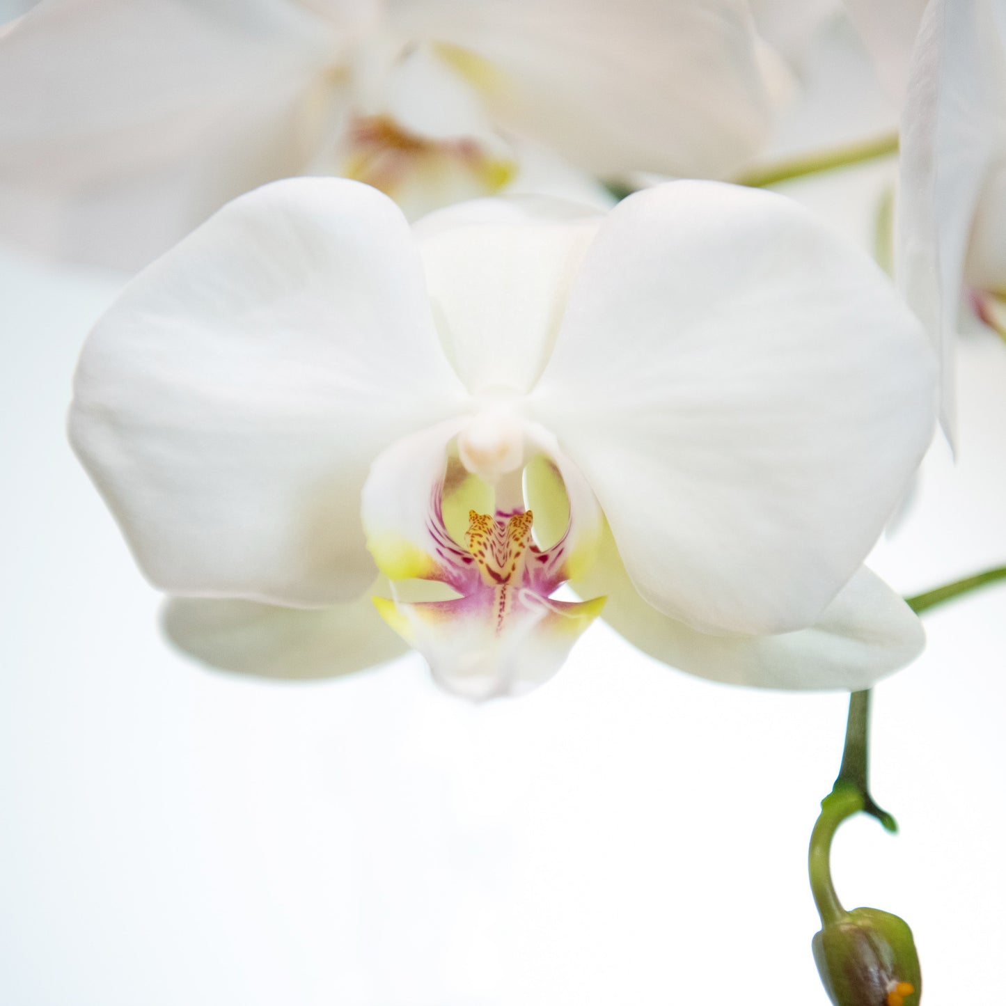 Phally - Phalaenopsis Orchid