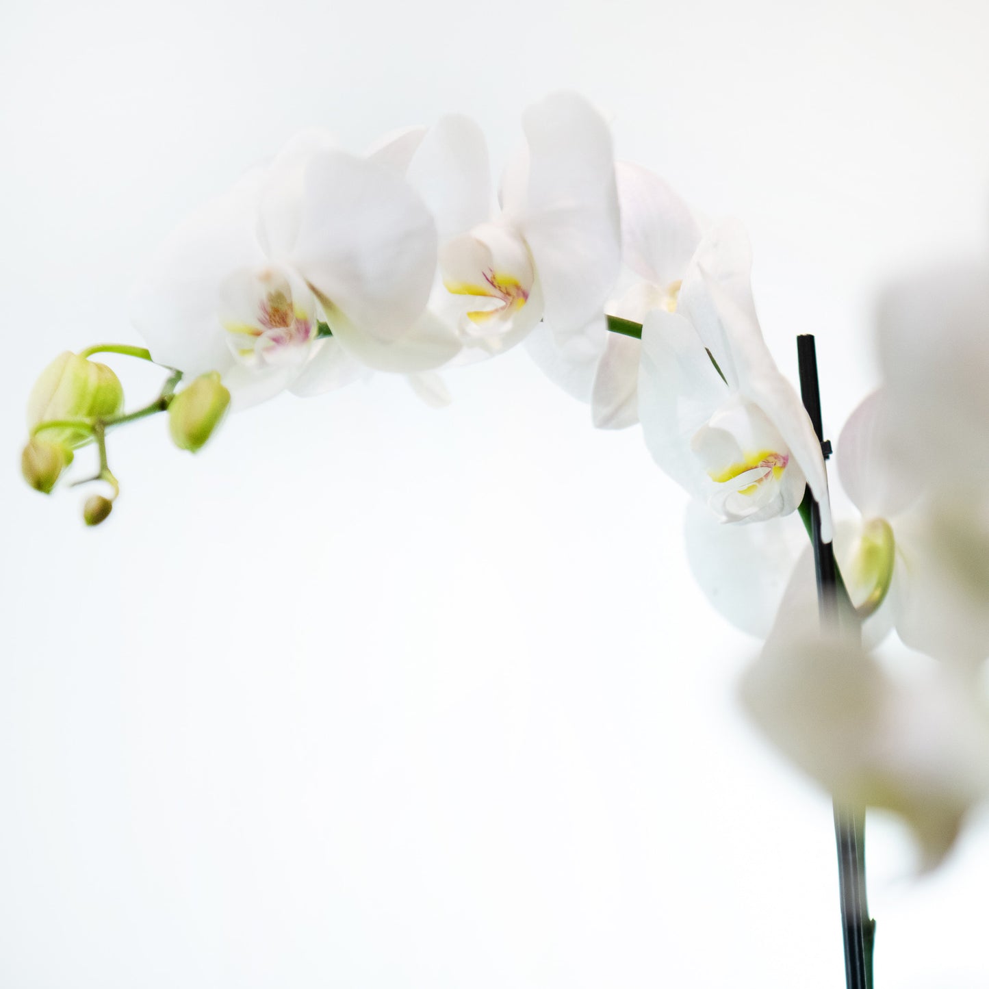 Phally - Phalaenopsis Orchid