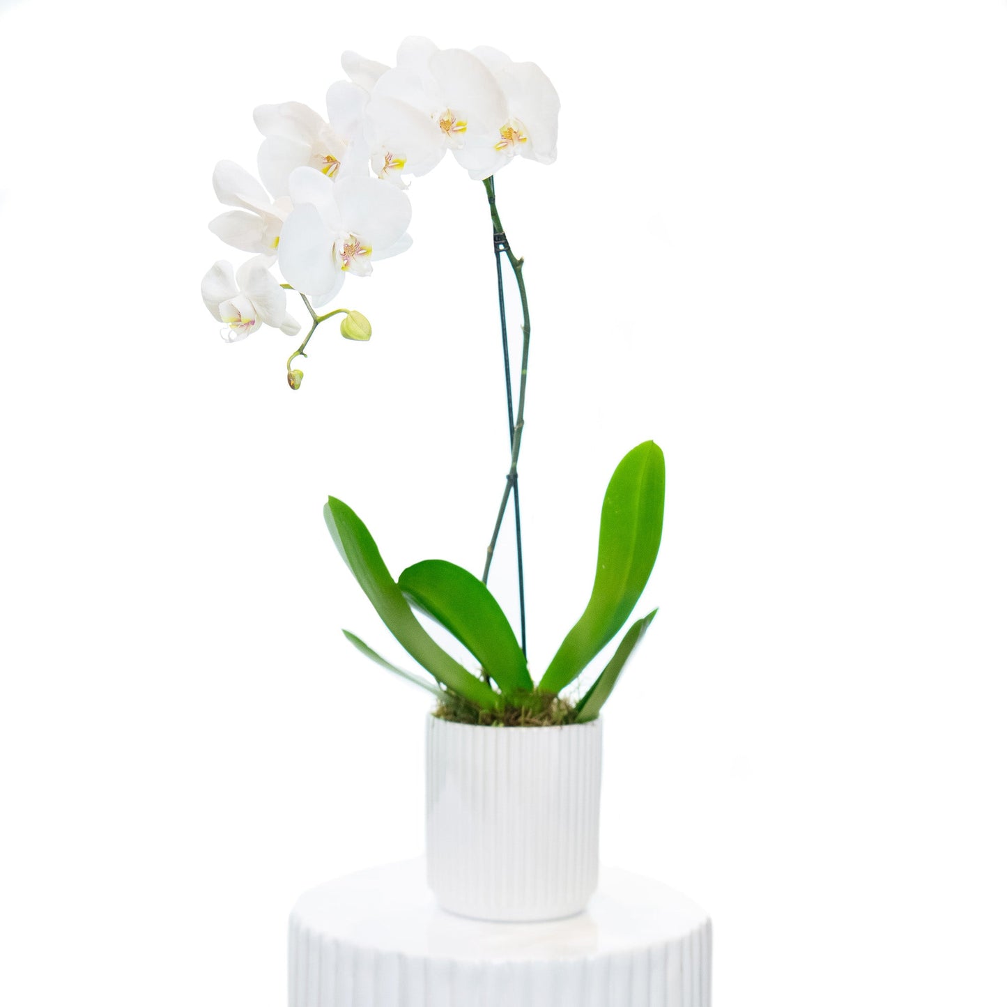 Phally - Phalaenopsis Orchid