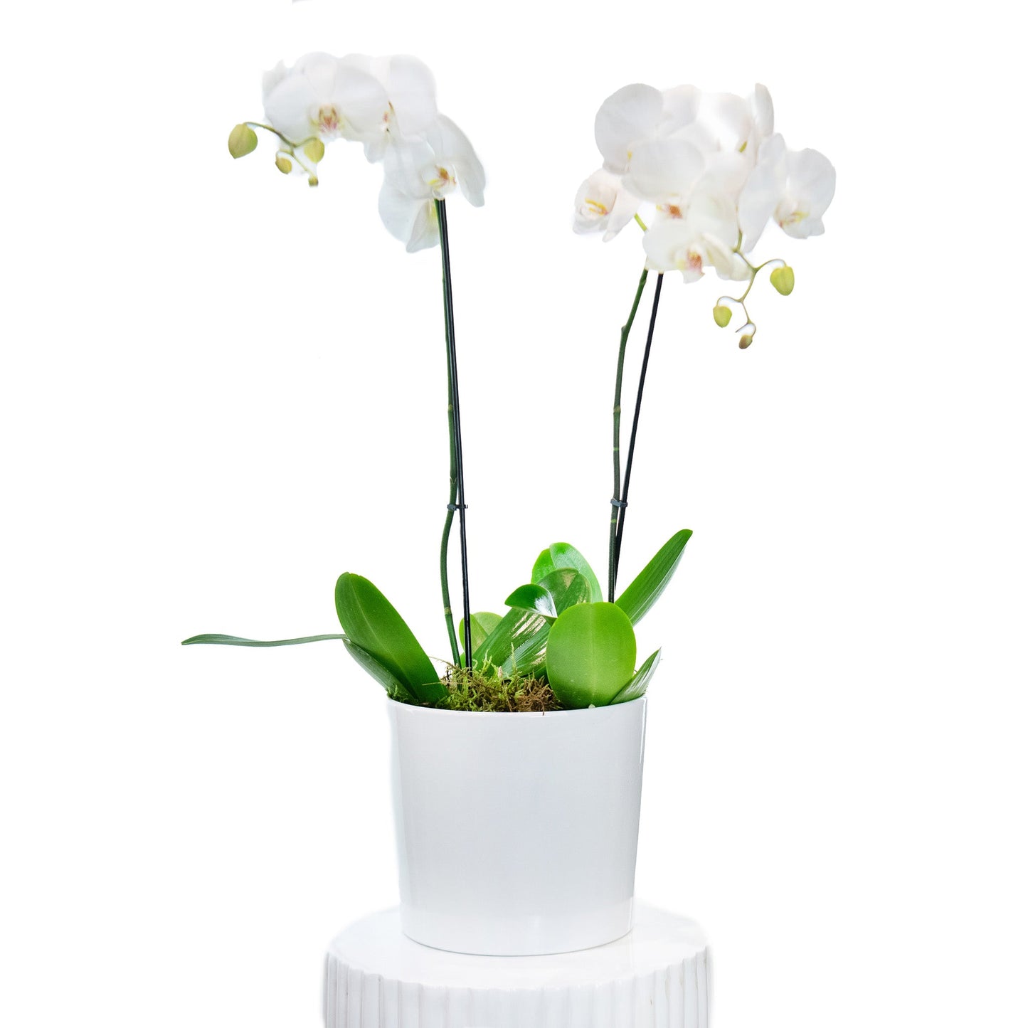 Phally - Phalaenopsis Orchid