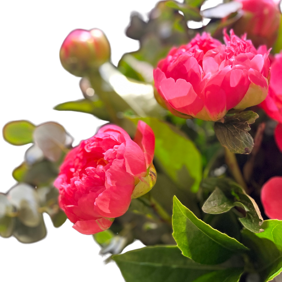 Peony Paradise (Vase)