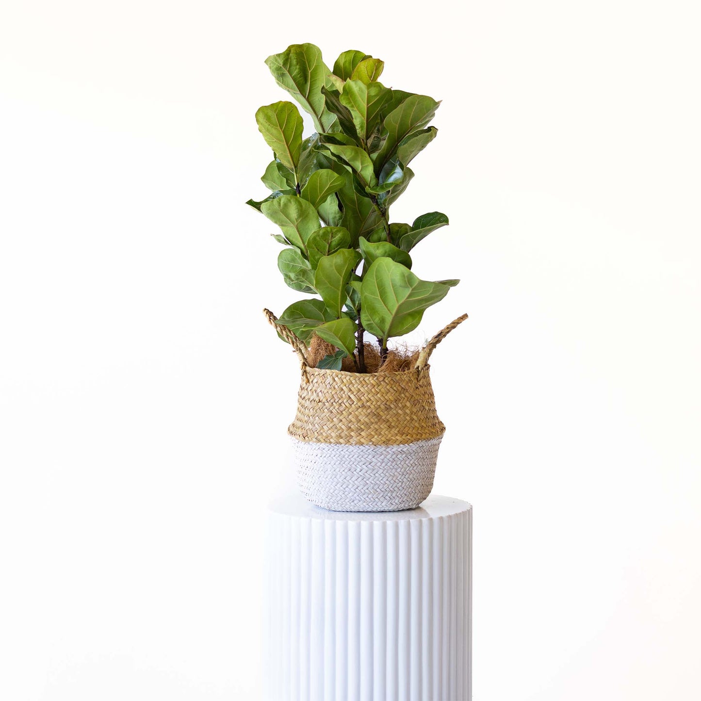Fiddle Fig