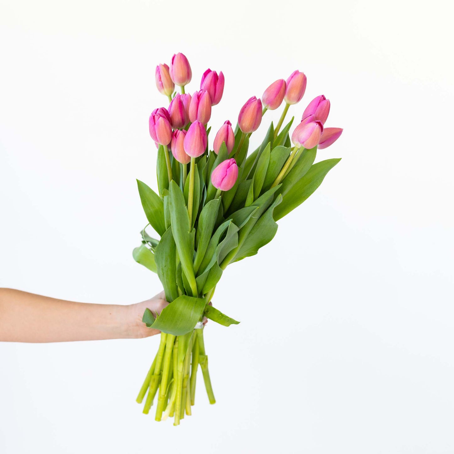 Tiptoe Tulips