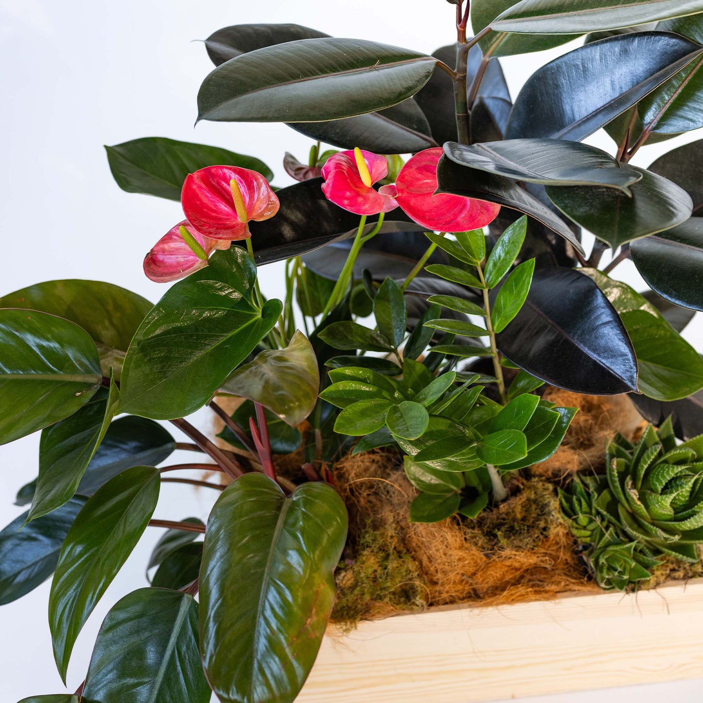 Indoor Plant Selection