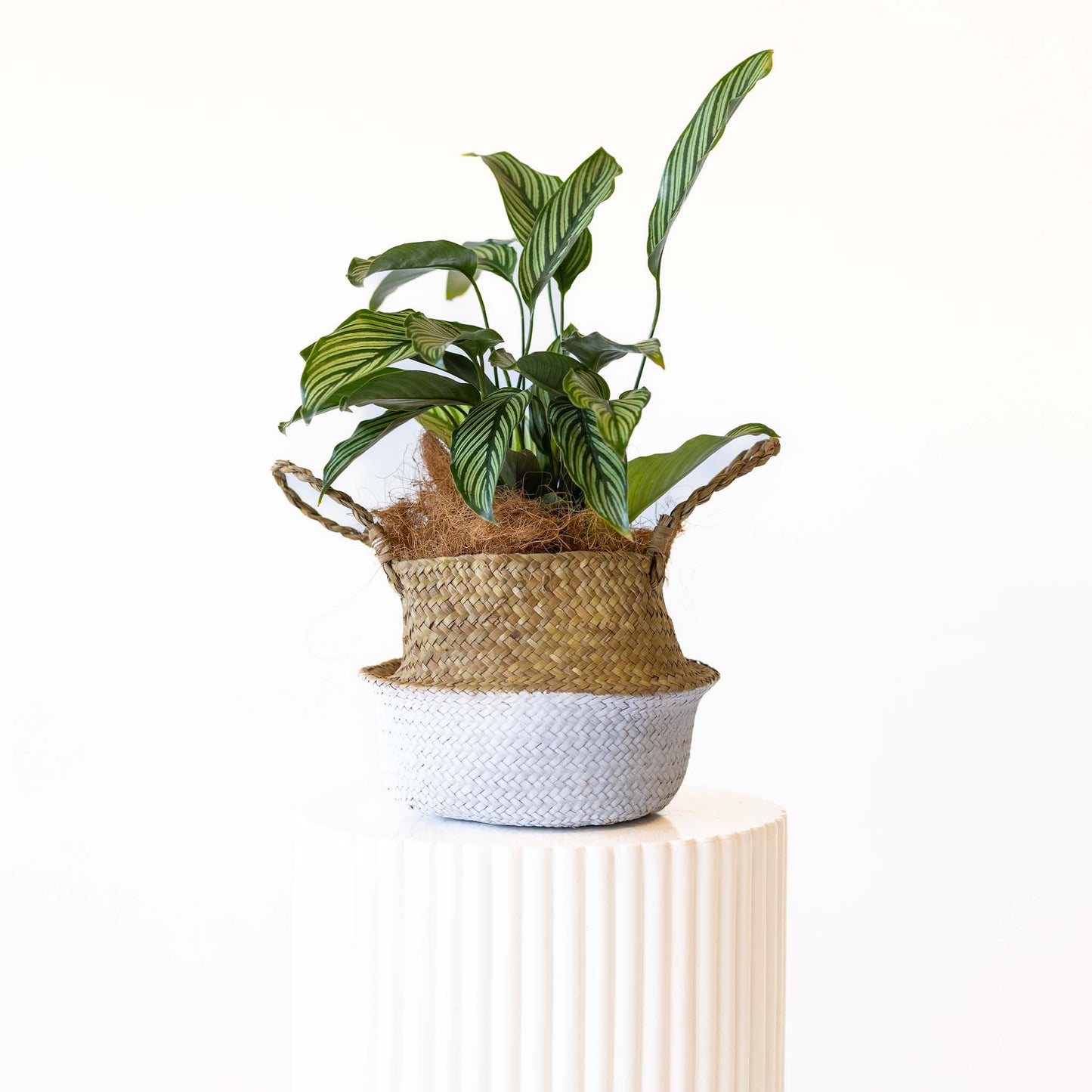 Calathea
