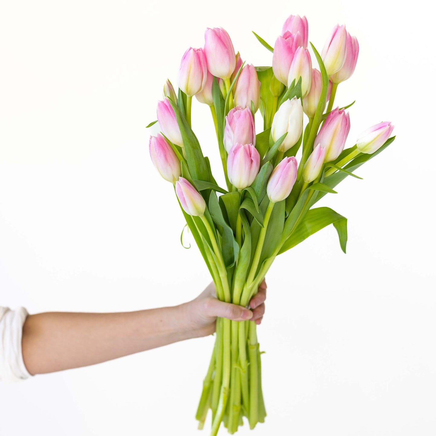 Tiptoe Tulips