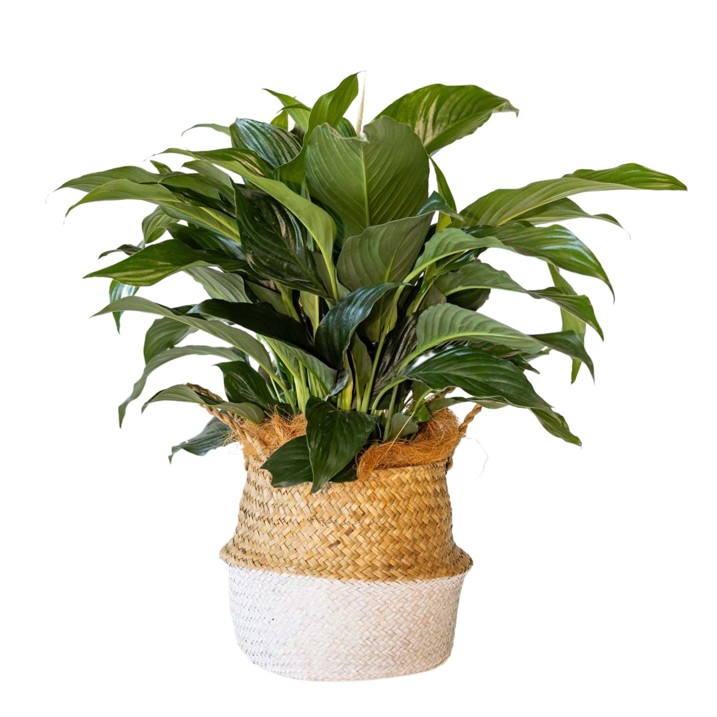Spath (Peace Lily)