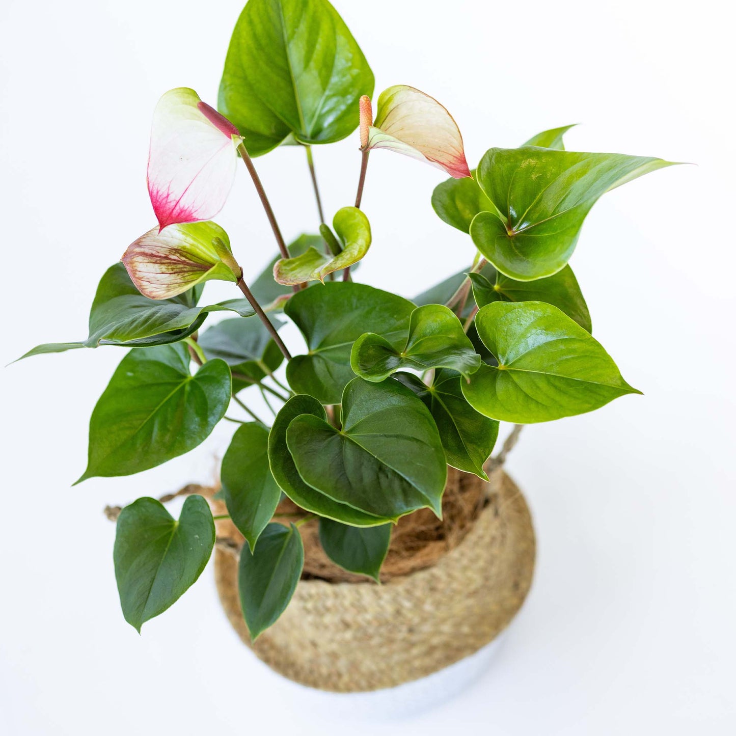 Anthurium