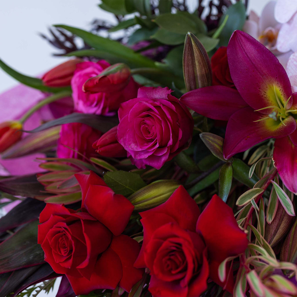 Rpple Raspberry Roses Raspberry Ripple – Inbloom Florist Sydney